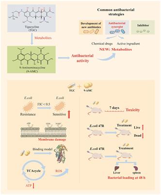 A promising metabolite, 9-aminominocycline, restores the sensitivity of tigecycline against tet(X4)-positive Escherichia coli